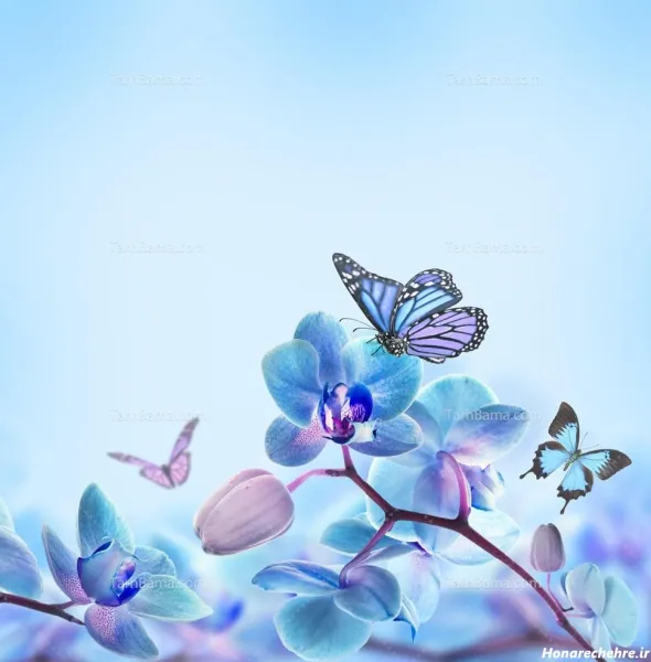  عکس پس زمینه پروانه آبی