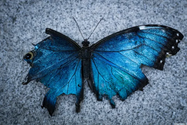  عکس پس زمینه پروانه آبی