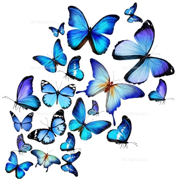  عکس پس زمینه پروانه آبی