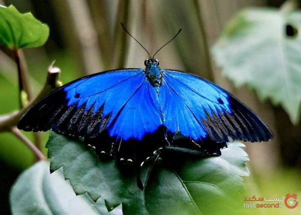 عکس بال های پروانه