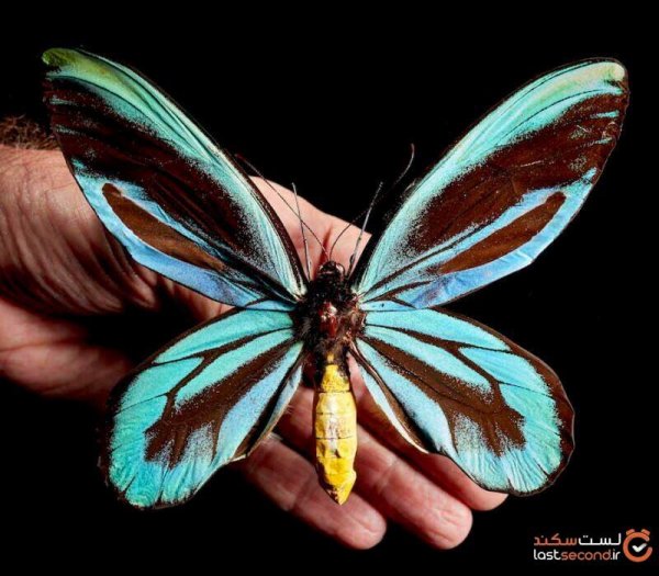  عکس بال های پروانه