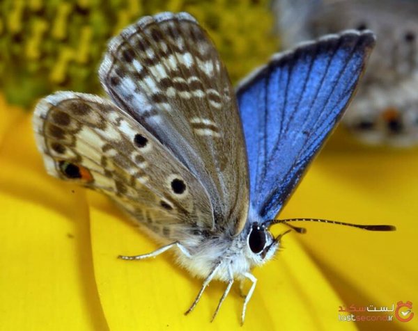  عکس بال های پروانه