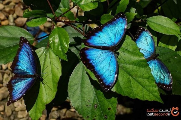  عکس بال های پروانه