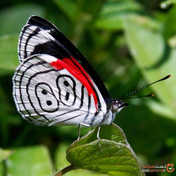  عکس بال های پروانه