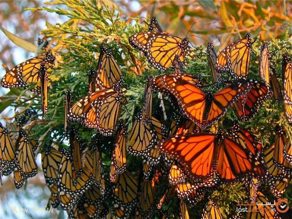  عکس بال های پروانه