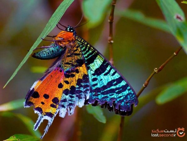  عکس بال های پروانه