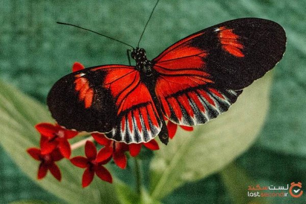  عکس بال های پروانه