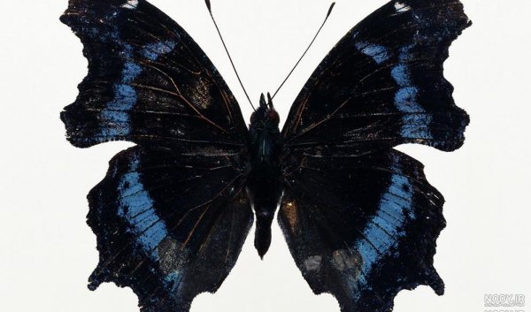 عکس پروانه مشکی طلایی برای تلگرام