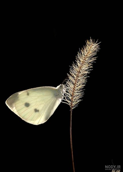  عکس پروانه مشکی طلایی برای تلگرام