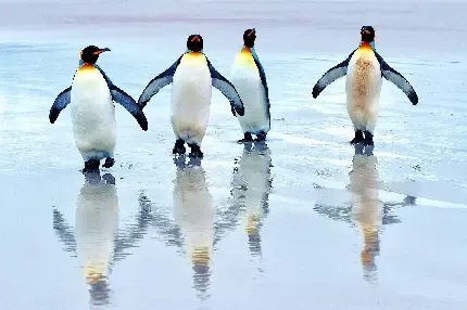  عکس پنگوئن برای پروفایل