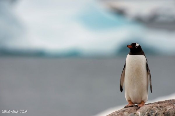  عکس پنگوئن گوگولی