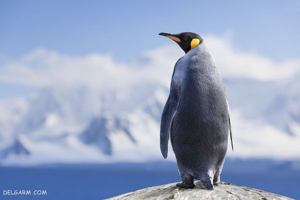  عکس پنگوئن گوگولی