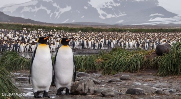  عکس پنگوئن گوگولی