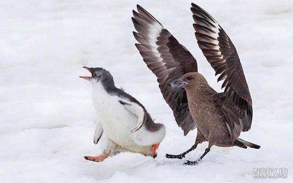 عکس بچه پنگوئن واقعی