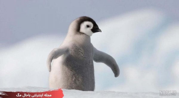  عکس بچه پنگوئن واقعی