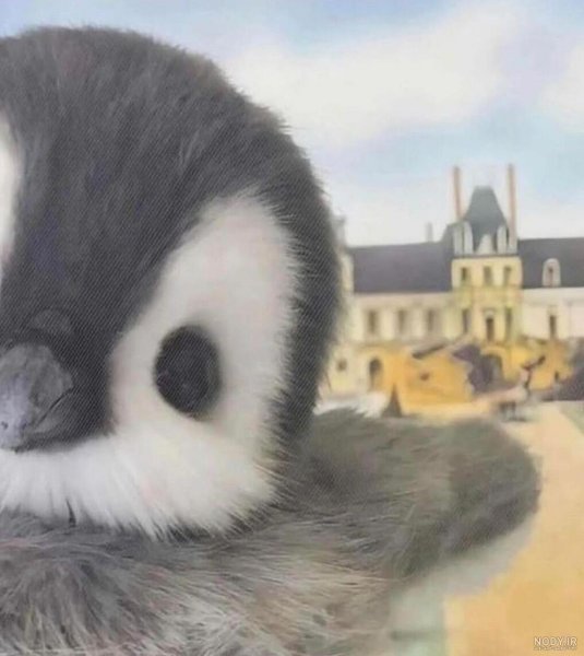  عکس بچه پنگوئن واقعی