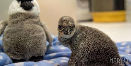  عکس بچه پنگوئن واقعی