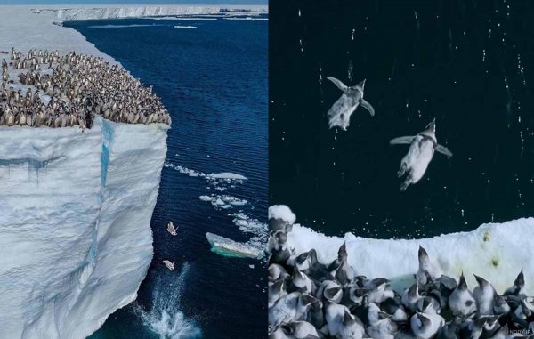  عکس بچه پنگوئن واقعی