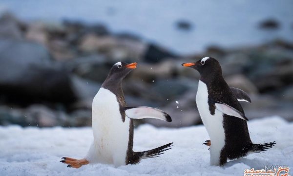  عکس بچه پنگوئن واقعی