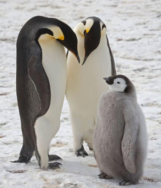  عکس بچه پنگوئن واقعی