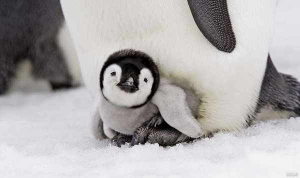  عکس بچه پنگوئن واقعی