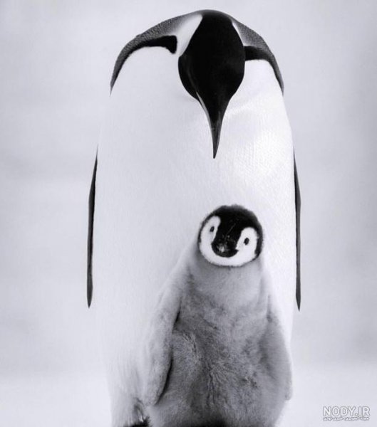  عکس بچه پنگوئن واقعی