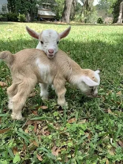  عکس ببعی کوچولو واقعی