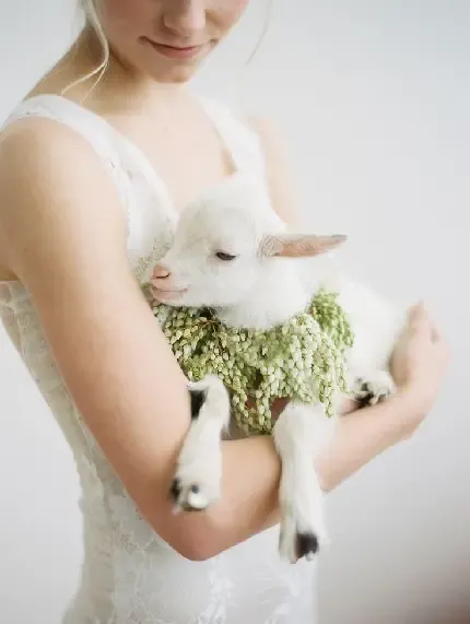  عکس بره کوچولو واقعی