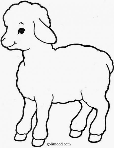  عکس بره کوچولو کارتونی