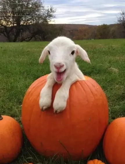  عکس بره کوچولو سفید