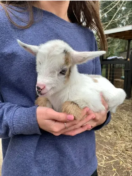  عکس بره کوچولو سفید