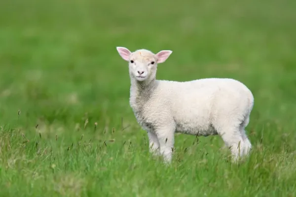 عکس بره قهوه ای