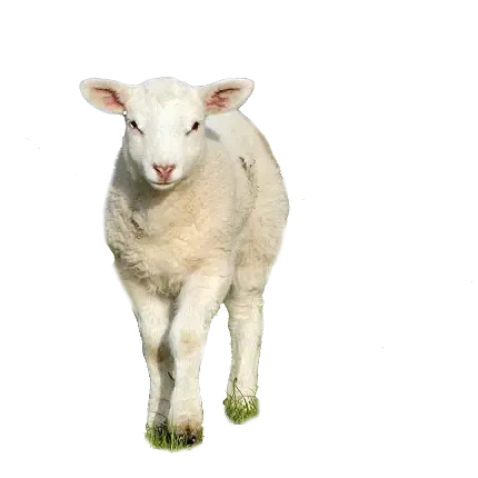  عکس گوسفند واقعی