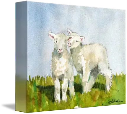  عکس گوسفند واقعی