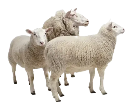  عکس گوسفند واقعی