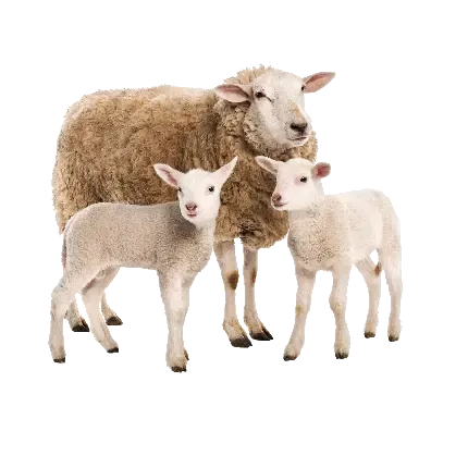  عکس گوسفند واقعی