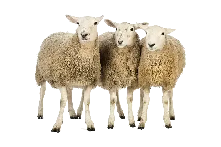  عکس گوسفند واقعی