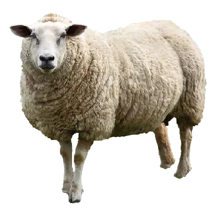  عکس گوسفند واقعی