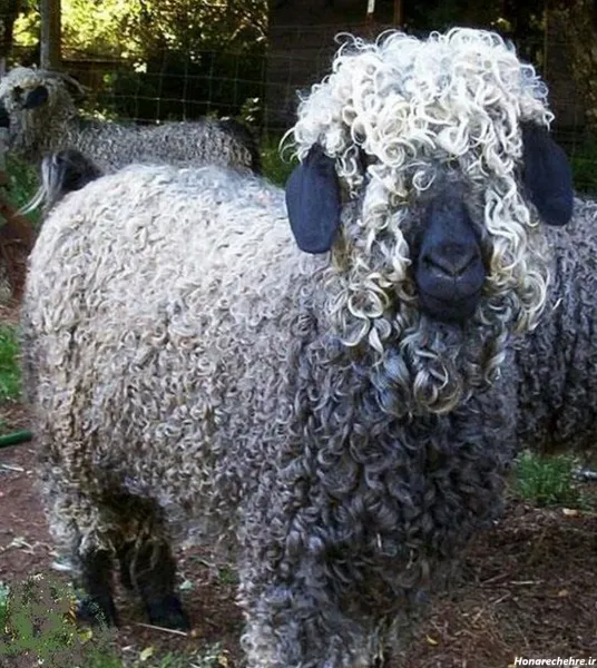  عکس گوسفند کیوت