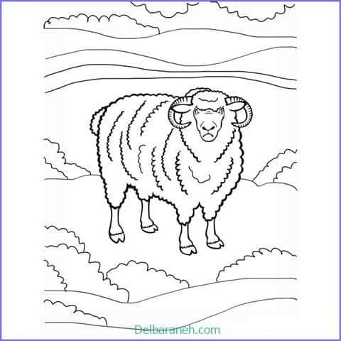 عکس گوسفند فانتزی