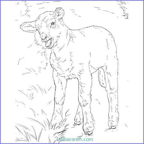  عکس گوسفند فانتزی