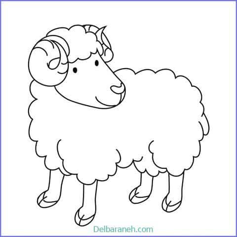  عکس گوسفند فانتزی