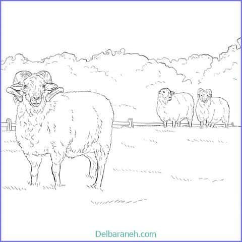  عکس گوسفند فانتزی