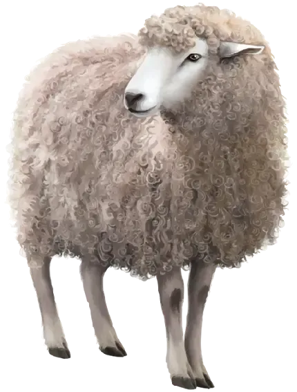  عکس گوسفند در طبیعت