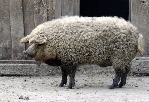  عکس گوسفند برای اینستاگرام