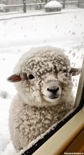  عکس گوسفند برای اینستاگرام
