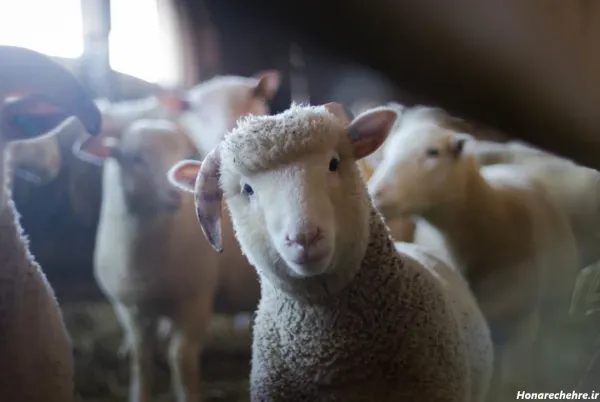  عکس گوسفند برای اینستاگرام