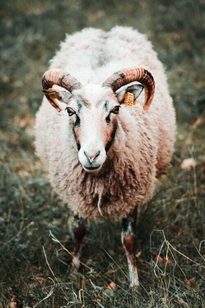  والپیپر گوسفند