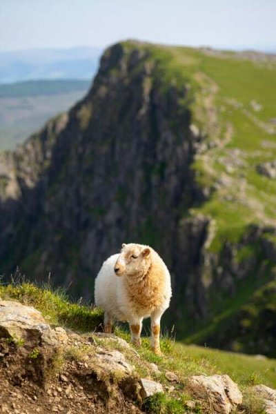  والپیپر گوسفند