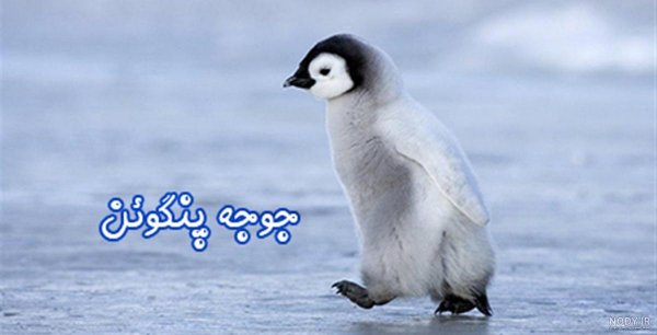 عکس جوجه پنگوئن
